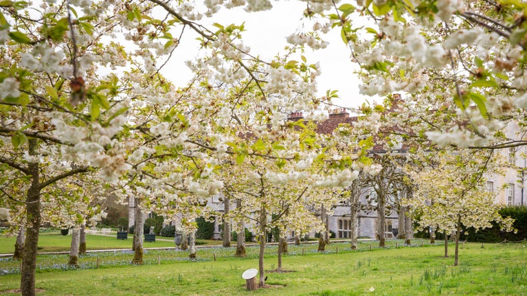 Cherry blossom in the orchard at Mottisfont, Hampshire